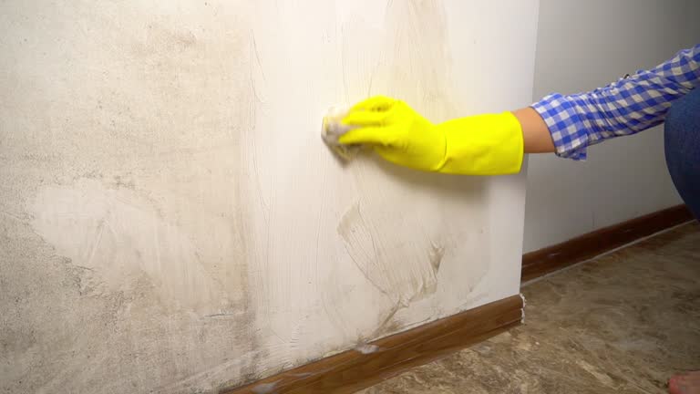 Reliable Forestville, MD Mold Removal Solutions