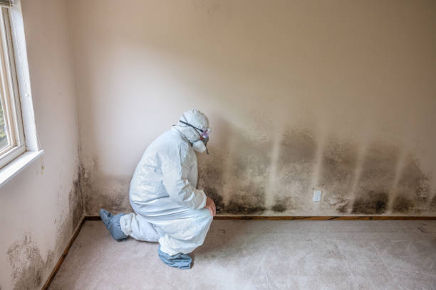 Best Real Estate Mold Inspection  in Forestville, MD